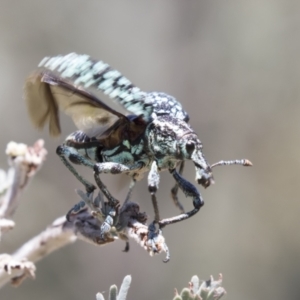 Chrysolopus spectabilis at Tuggeranong DC, ACT - 21 Jan 2021 11:29 AM