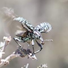 Chrysolopus spectabilis at Tuggeranong DC, ACT - 21 Jan 2021