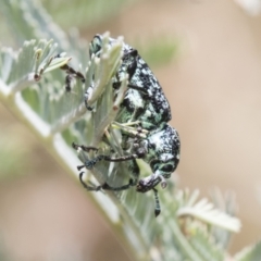 Chrysolopus spectabilis at Tuggeranong DC, ACT - 21 Jan 2021 11:29 AM