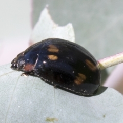 Paropsisterna octosignata (Eucalyptus leaf beetle) at Kambah, ACT - 21 Jan 2021 by AlisonMilton