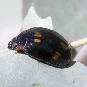 Paropsisterna octosignata at Kambah, ACT - 21 Jan 2021 09:30 AM