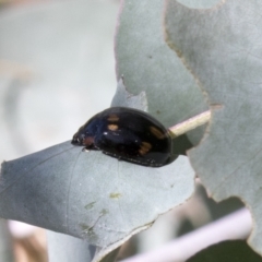 Paropsisterna octosignata at Kambah, ACT - 21 Jan 2021 09:30 AM