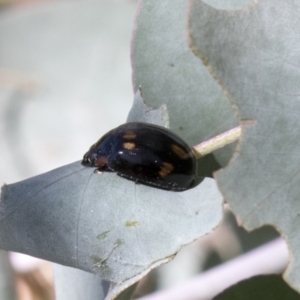 Paropsisterna octosignata at Kambah, ACT - 21 Jan 2021 09:30 AM