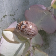 Paropsisterna m-fuscum (Eucalyptus Leaf Beetle) at Kambah, ACT - 21 Jan 2021 by AlisonMilton