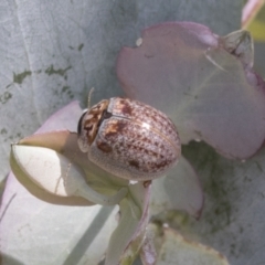 Paropsisterna m-fuscum (Eucalyptus Leaf Beetle) at Kambah, ACT - 20 Jan 2021 by AlisonMilton