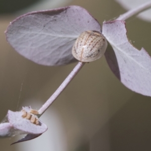 Paropsisterna m-fuscum at Kambah, ACT - 21 Jan 2021