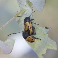 Cadmus (Cadmus) litigiosus (Leaf beetle) at Tuggeranong DC, ACT - 21 Jan 2021 by AlisonMilton