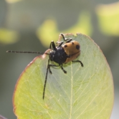 Cadmus (Cadmus) litigiosus at Tuggeranong DC, ACT - 21 Jan 2021