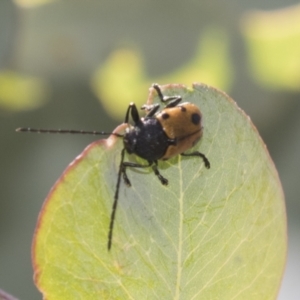 Cadmus (Cadmus) litigiosus at Tuggeranong DC, ACT - 21 Jan 2021