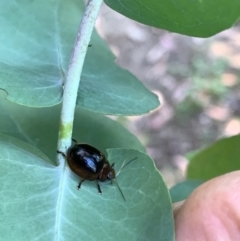 Paropsisterna cloelia (Eucalyptus variegated beetle) at Murrumbateman, NSW - 15 Jan 2021 by SimoneC