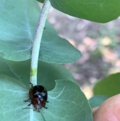 Paropsisterna cloelia at Murrumbateman, NSW - 15 Jan 2021