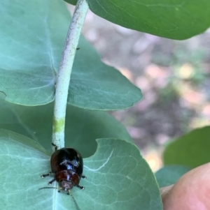 Paropsisterna cloelia at Murrumbateman, NSW - 15 Jan 2021