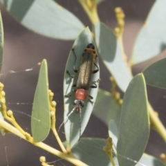 Chauliognathus tricolor (Tricolor soldier beetle) at Kambah, ACT - 21 Jan 2021 by AlisonMilton