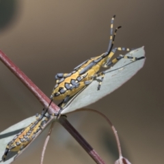 Amorbus (genus) (Eucalyptus Tip bug) at Kambah, ACT - 21 Jan 2021 by AlisonMilton