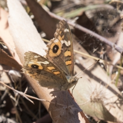 Junonia villida (Meadow Argus) at Tuggeranong DC, ACT - 21 Jan 2021 by AlisonMilton