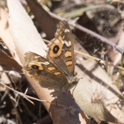 Junonia villida (Meadow Argus) at Urambi Hills - 20 Jan 2021 by AlisonMilton