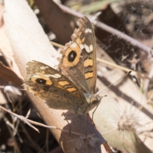 Junonia villida at Tuggeranong DC, ACT - 21 Jan 2021