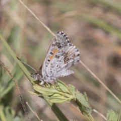 Lucia limbaria (Chequered Copper) at Tuggeranong DC, ACT - 20 Jan 2021 by AlisonMilton