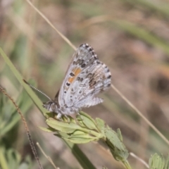 Lucia limbaria (Chequered Copper) at Urambi Hills - 20 Jan 2021 by AlisonMilton