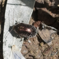 Edusella sp. (genus) (A leaf beetle) at Forde, ACT - 7 Nov 2020 by AlisonMilton