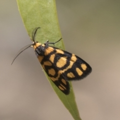 Asura lydia (Lydia Lichen Moth) at Tuggeranong DC, ACT - 20 Jan 2021 by AlisonMilton