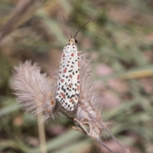 Utetheisa pulchelloides at Kambah, ACT - 21 Jan 2021