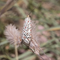 Utetheisa pulchelloides (Heliotrope Moth) at Kambah, ACT - 21 Jan 2021 by AlisonMilton