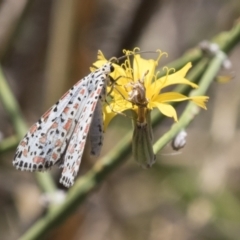 Utetheisa pulchelloides at Kambah, ACT - 21 Jan 2021