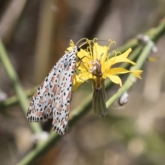 Utetheisa pulchelloides at Kambah, ACT - 21 Jan 2021