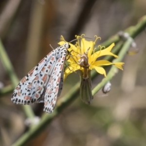 Utetheisa pulchelloides at Kambah, ACT - 21 Jan 2021