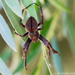 Araneinae (subfamily) (Orb weaver) at Fyshwick, ACT - 22 Jan 2021 by regeraghty