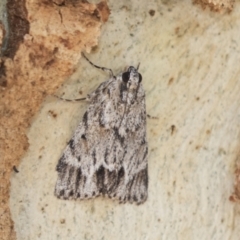 Spectrotrota fimbrialis (A Pyralid moth) at Kambah, ACT - 20 Jan 2021 by AlisonMilton