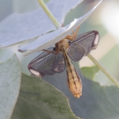 Nymphes myrmeleonoides (Blue eyes lacewing) at Urambi Hills - 20 Jan 2021 by AlisonMilton