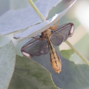 Nymphes myrmeleonoides at Tuggeranong DC, ACT - 21 Jan 2021