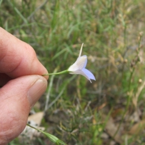 Wahlenbergia luteola at Nangus, NSW - 27 Nov 2010