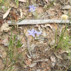 Wahlenbergia luteola at Nangus, NSW - 27 Nov 2010 04:15 PM