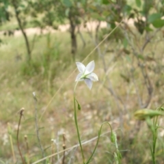 Wahlenbergia luteola at Nangus, NSW - 27 Nov 2010