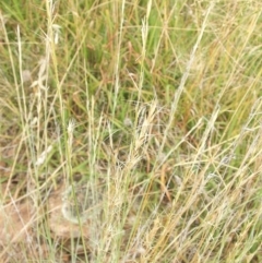 Aristida (genus) (A Wiregrass) at Jones Creek, NSW - 7 Jan 2011 by abread111
