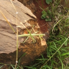 Unidentified Praying mantis (Mantodea) at Jones Creek, NSW - 7 Jan 2011 by abread111