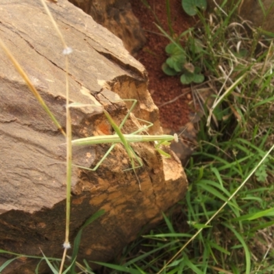Unidentified Praying mantis (Mantodea) at Jones Creek, NSW - 7 Jan 2011 by abread111