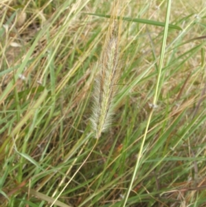 Dichanthium sericeum at Jones Creek, NSW - 7 Jan 2011