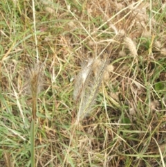 Dichanthium sericeum at Jones Creek, NSW - 7 Jan 2011