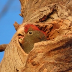 Callocephalon fimbriatum (Gang-gang Cockatoo) at Garran, ACT - 22 Jan 2021 by roymcd