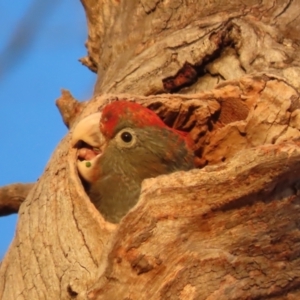 Callocephalon fimbriatum at Garran, ACT - 22 Jan 2021