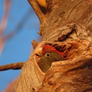 Callocephalon fimbriatum at Garran, ACT - 22 Jan 2021