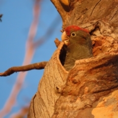 Callocephalon fimbriatum at Garran, ACT - suppressed