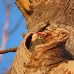 Callocephalon fimbriatum at Garran, ACT - suppressed