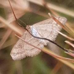 Scopula rubraria at Cook, ACT - 30 Dec 2020