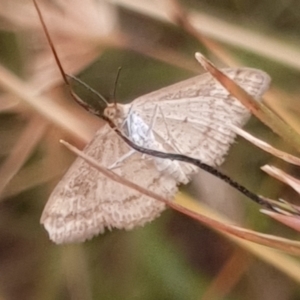 Scopula rubraria at Cook, ACT - 30 Dec 2020 09:42 AM