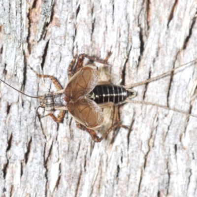 Bobilla sp. (genus) (A Small field cricket) at Aranda Bushland - 20 Jan 2021 by Harrisi